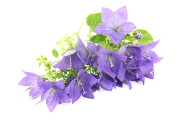 Image showing bellflowers