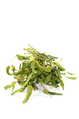 Image showing green Mistletoe with berries