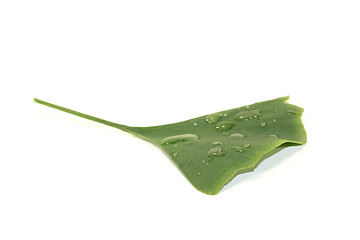 Image showing Ginkgo leaf with water drops