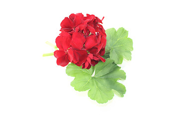 Image showing red Geranium