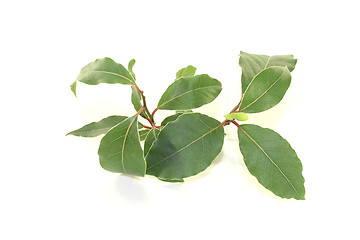 Image showing fresh green Laurel