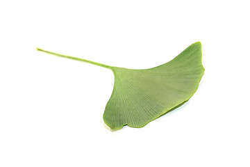 Image showing fresh Ginkgo leaf