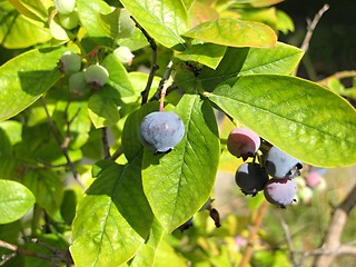 Image showing blueberry