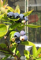 Image showing blueberry