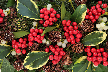 Image showing Variegated Holly