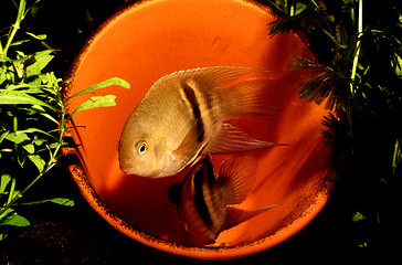 Image showing Keyhole Cichlid breeding couple, male in guarding position. Cleithracara maronii.