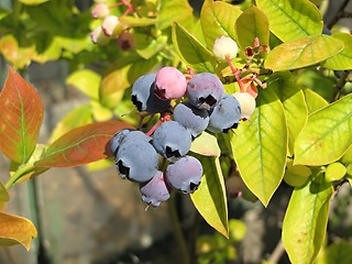 Image showing huckleberries