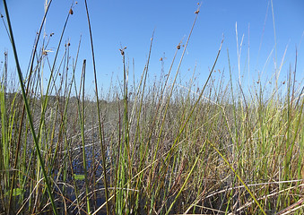 Image showing Okavango Delta