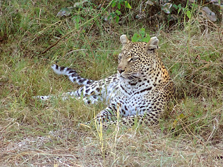 Image showing resting leopard