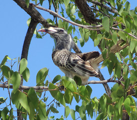 Image showing Northern red-billed hornbill