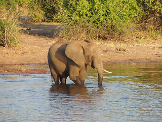 Image showing Elephant in Botswana