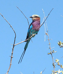 Image showing Lilac-breasted roller