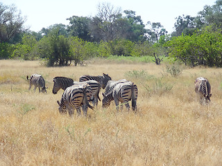 Image showing flock of zebras