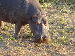 Image showing Hippo portrait