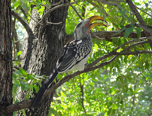 Image showing Northern red-billed hornbill