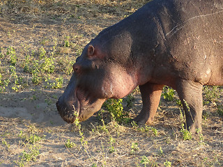 Image showing Hippo portrait