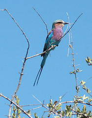 Image showing Lilac-breasted roller