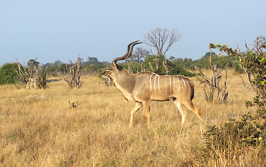 Image showing Greater Kudu