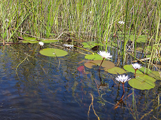 Image showing Okavango Delta