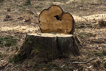 Image showing old trees  