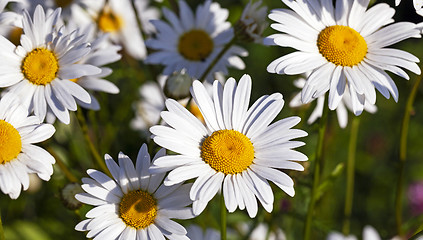Image showing camomile flowers  