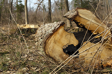 Image showing old trees 