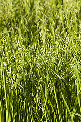 Image showing green oats  