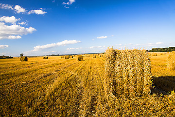 Image showing agriculture  