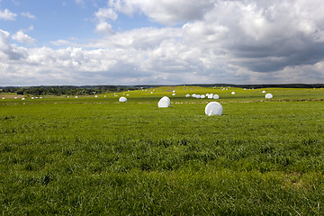 Image showing the packed grass  