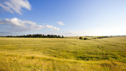 Image showing unripe cereals 