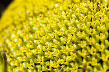 Image showing sunflower  