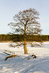 Image showing trees in the winter 