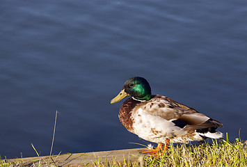 Image showing wild duck 