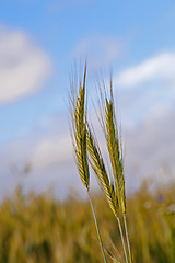 Image showing wheat ears  