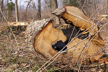 Image showing cut trees  