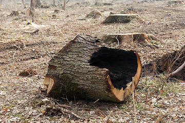 Image showing old trees  