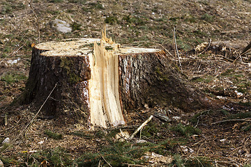 Image showing old trees  