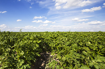 Image showing potato field  