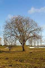 Image showing trees in the spring 