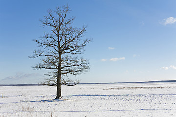 Image showing trees in the winter  