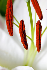 Image showing lily flower  