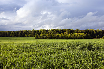 Image showing green oats  