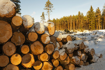 Image showing the cut trees  