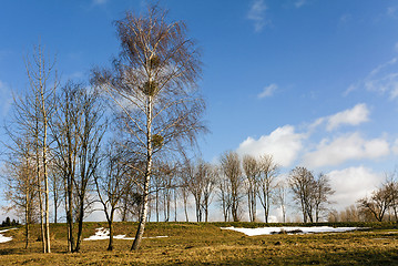 Image showing trees in the spring  