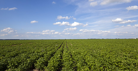 Image showing potato field  