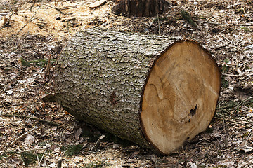 Image showing old trees  