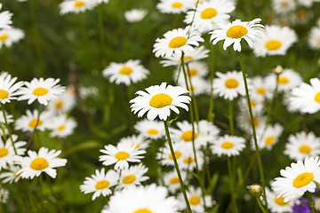 Image showing camomile 