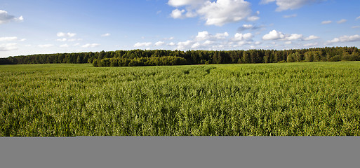 Image showing green oats  