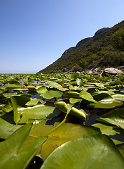 Image showing the lake  