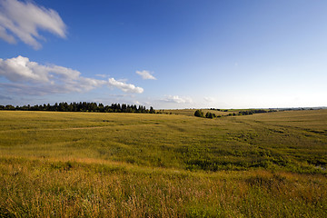 Image showing unripe cereals 